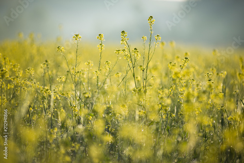 Agriculture plant for green energy and oil industry. Yellow rapeseed field flowering background © alexeyborodin