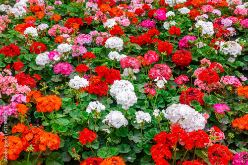 Fototapeta Naklejka Na Ścianę i Meble -  beautiful flower bed of colorful blooming geranium like background in park