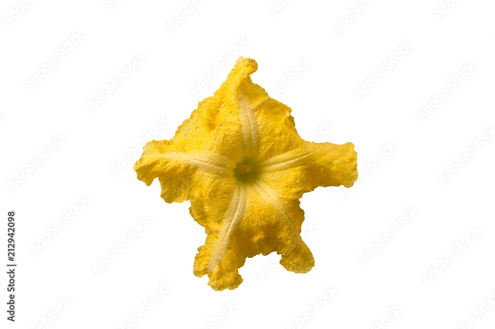 Fototapeta premium flower close up isolated on white background