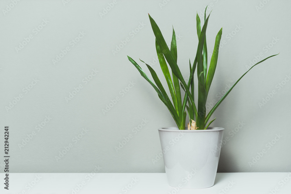 Green plant on grey wall background Green plant on grey wall background