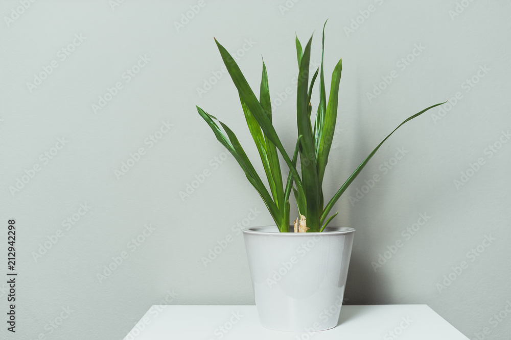 Green plant on grey wall background Green plant on grey wall background