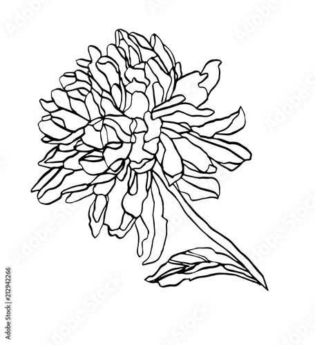 Decorative ink drawing chrysanthemum flower