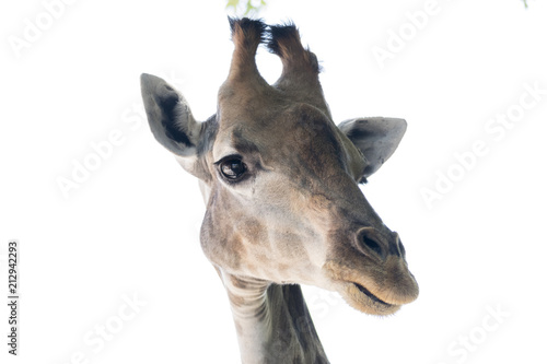 isolated giraffe on white background © spetenfia