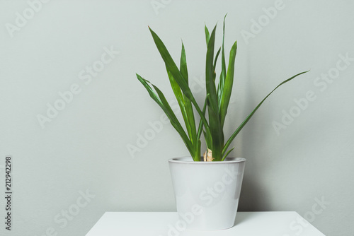 Green plant on grey wall background