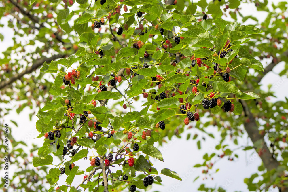 Fresh mulberry, black ripe and red unripe mulberries on the branch of tree.