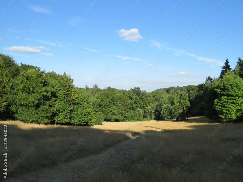 Fototapeta premium Golden fields of Surrey - English countryside, walking, hiking, nature