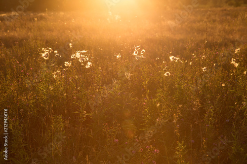 Grass, plants in the field in sunlight at sunset