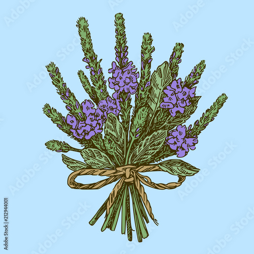 Bouquet of vervain. Color. Engraving style. Vector illustration.