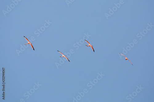 Vier Flamingos im Flug