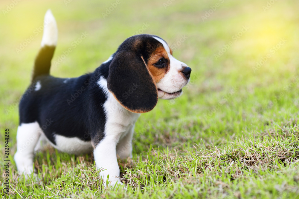 Cute little Beagle playing alone in garden
