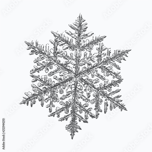 Snowflake on white background. This vector illustration based on macro photo of real snow crystal: complex stellar dendrite with fine hexagonal symmetry, ornate shape and six thin, elegant arms.