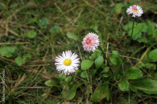 Daisy flowers