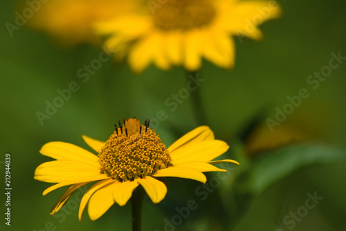 beautiful  yellow flower in the garden on blurred background