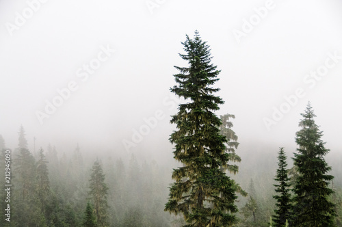 Pine trees shrouded in mist at the slopes of mount Raineer, Washinton