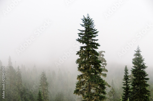 Pine trees shrouded in mist at the slopes of mount Raineer, Washinton © Goldilock Project