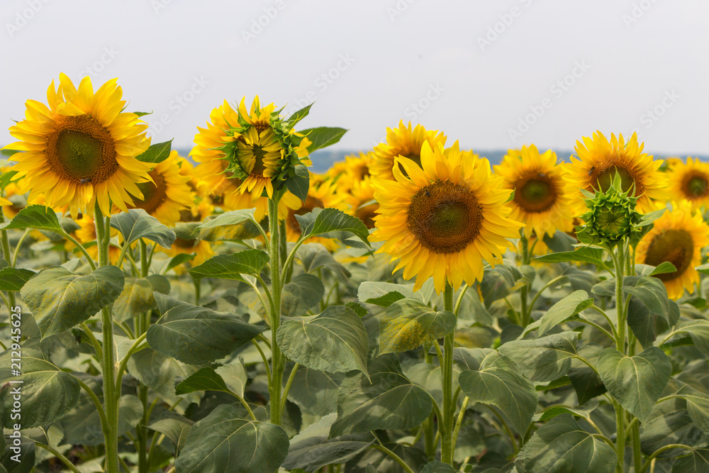 Bright blooming sunflowers meadow. Yellow sunflowers with green leaves closeup. Field of sunflowers. Sunny summer landscape. Agriculture and farm background. Countryside concept. Bright blooming sunflowers meadow. Yellow sunflowers with green leaves closeup. Field of sunflowers. Sunny summer landscape. Agriculture and farm background. Countryside concept.