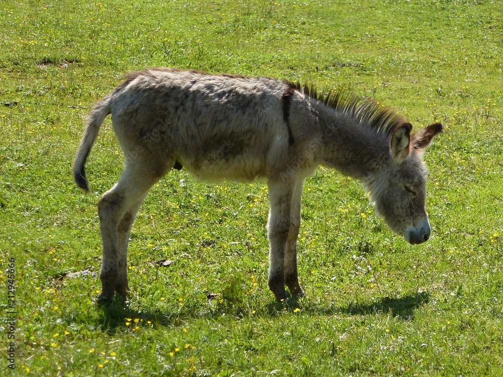 Esel auf der Alm