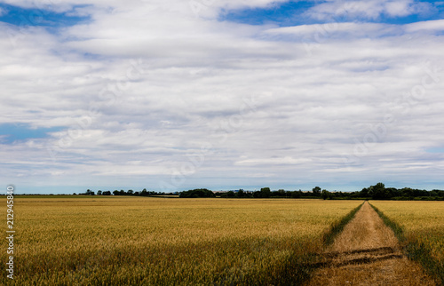 A panoramic view of the wheat fields in the Lincolnshire countryside