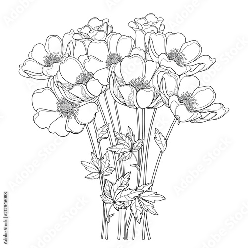 Vector hand drawing bouquet with outline Anemone flower or Windflower, bud and leaf in black isolated on white background. Ornate contour Anemones for spring or summer design or coloring book.