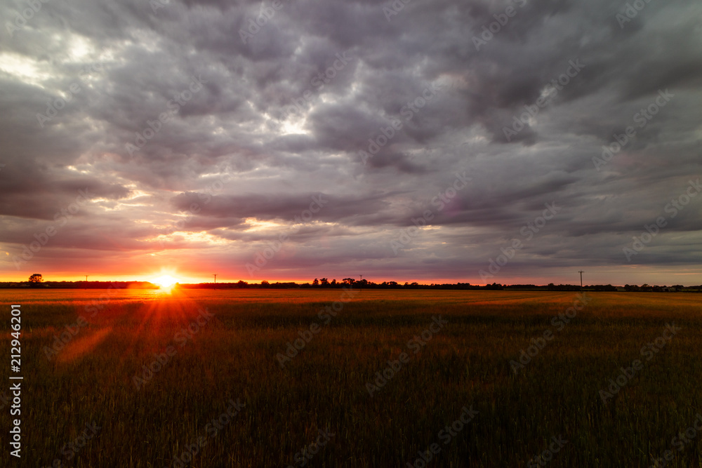 A view of the wheat fields in the Lincolnshire countryside at sunset A view of the wheat fields in the Lincolnshire countryside at sunset