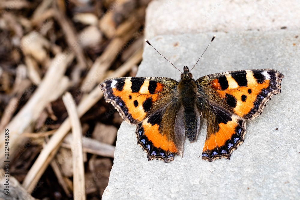Obraz premium A Small Tortoiseshell butterfly covered in pollen in the summer
