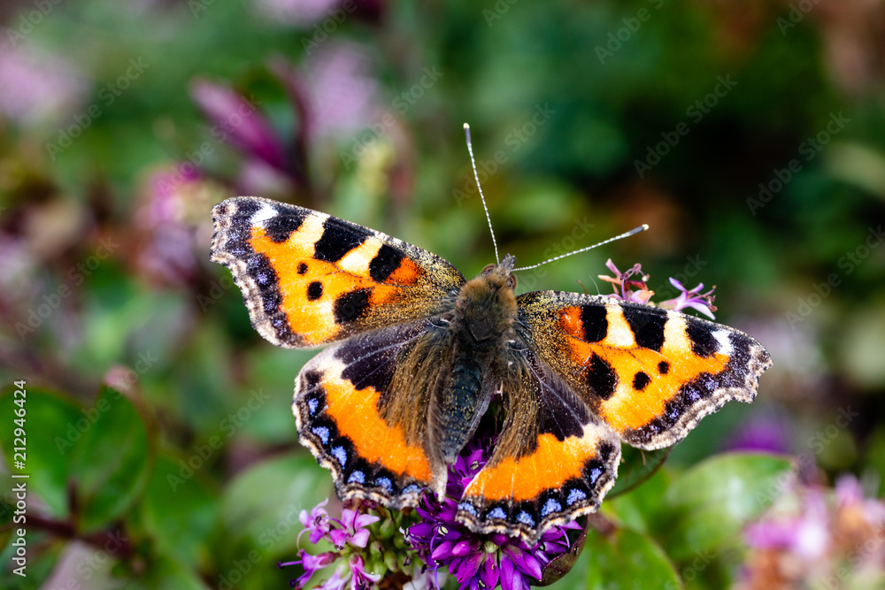 Obraz premium A Small Tortoiseshell butterfly covered in pollen resting on some green plants in the summer