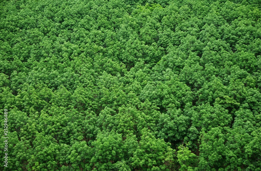 Top view of rubber tree and leaf plantation : Thailand