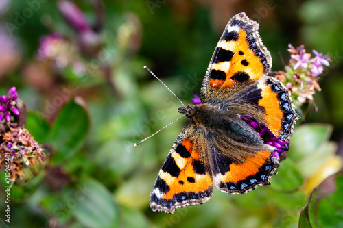 A Small Tortoiseshell butterfly covered in pollen resting on some green plants in the summer © Peter Austin