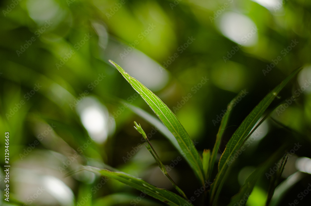 Closeup nature view of green leaf on blurred greenery background in garden with copy space using as background natural green plants landscape, ecology, fresh wallpaper concept. Closeup nature view of green leaf on blurred greenery background in garden with copy space using as background natural green plants landscape, ecology, fresh wallpaper concept.