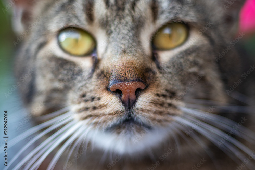 Katze mit Fokus Nase Katze mit Fokus Nase