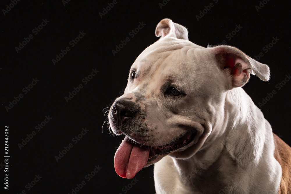 Pit bull dog portrait close-up in studio with black background