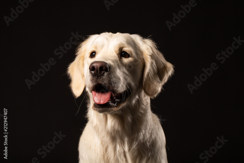Foto Beautiful beige Labrador retriever dog sitting in front of black background