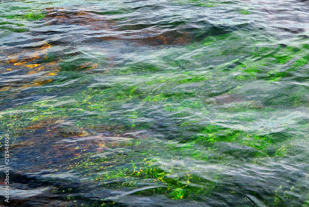 Tide pools and underwater gardens beneath the surface of the ocean. Tide pools and underwater gardens beneath the surface of the ocean.