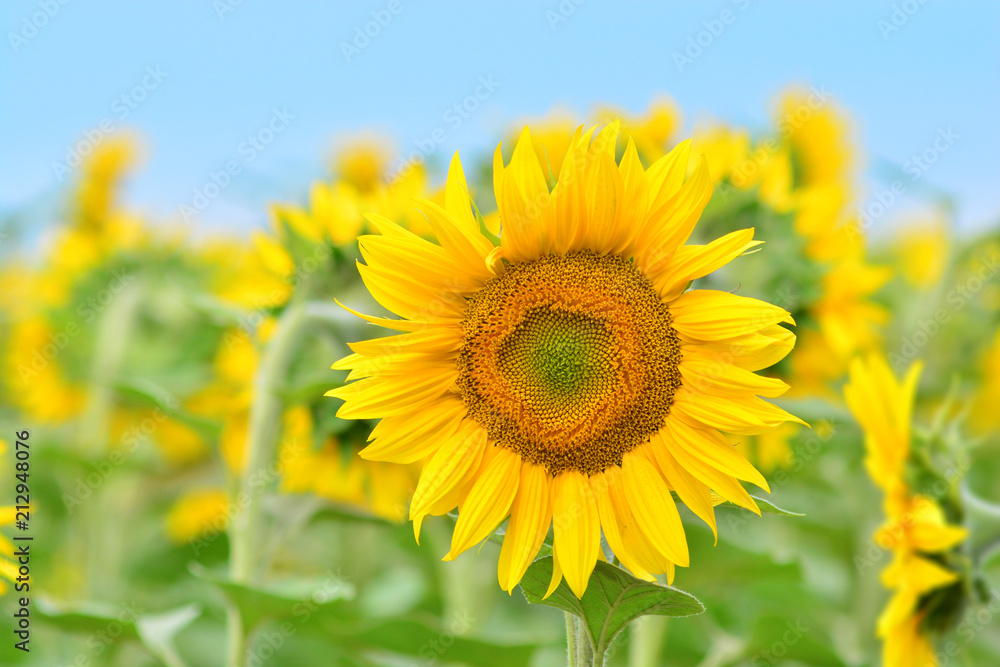 Beautiful young sunflower closeup