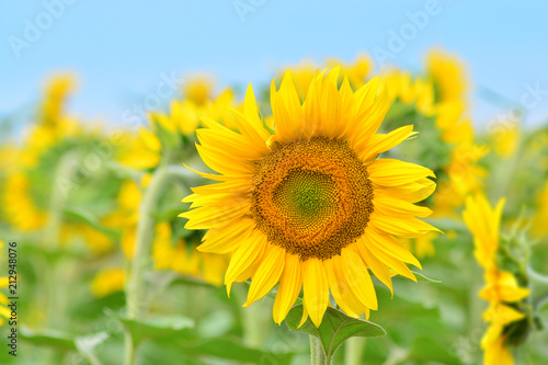 Beautiful young sunflower closeup