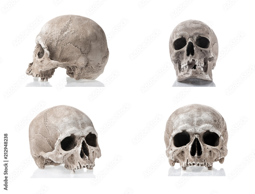 Human skulls isolated on white background with reflections. Side and front views collage set. Anatomy and medicine concept. Human skulls isolated on white background with reflections. Side and front views collage set. Anatomy and medicine concept.