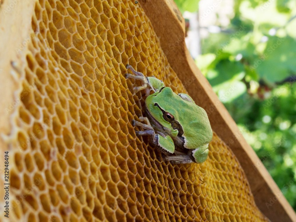 Naklejka premium The green frog sits on the empty wax hives of the bee hive