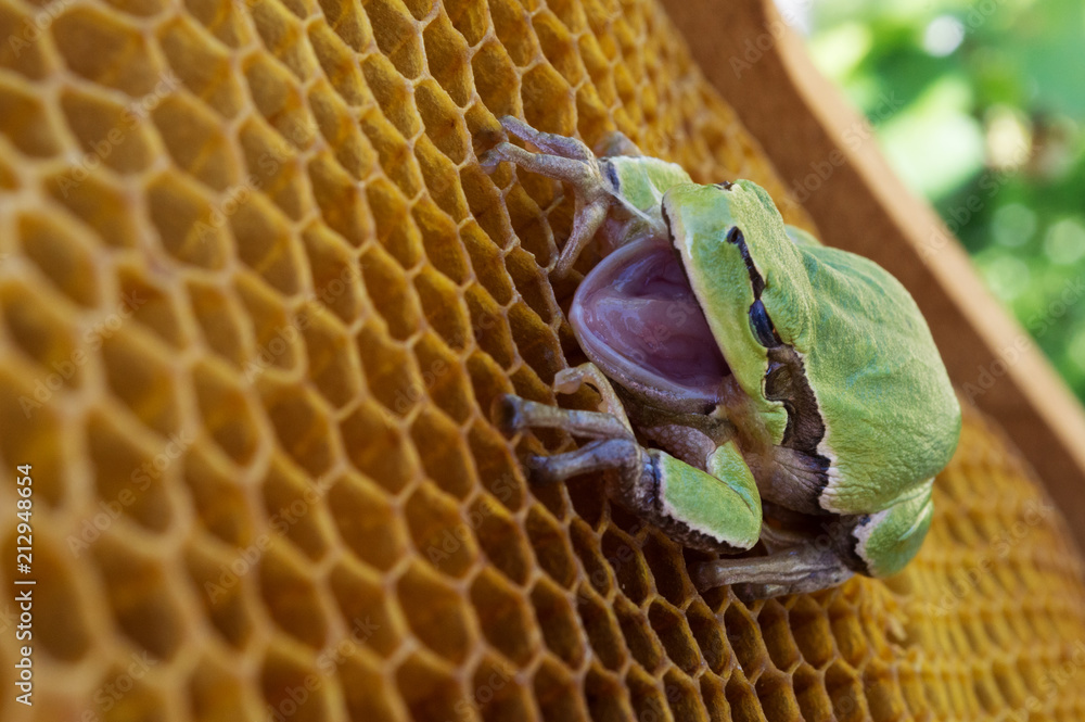 Naklejka premium The green frog sits on the empty wax hives of the bee hive
