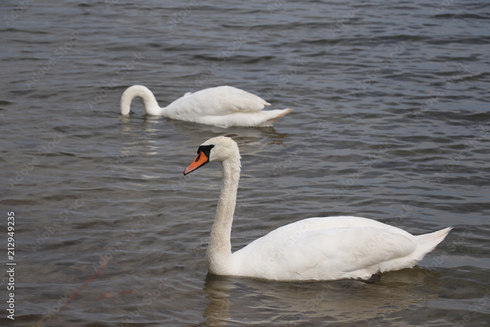 swan, bird, water, lake, white, nature, animal, swans, wildlife, birds, beautiful, love, graceful, reflection, river, beauty, blue, pond, swimming, swim, feather, elegance, feathers, couple, animals