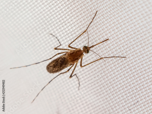 Mosquito on a light background. Insects are exciter and carriers of diseases_ photo
