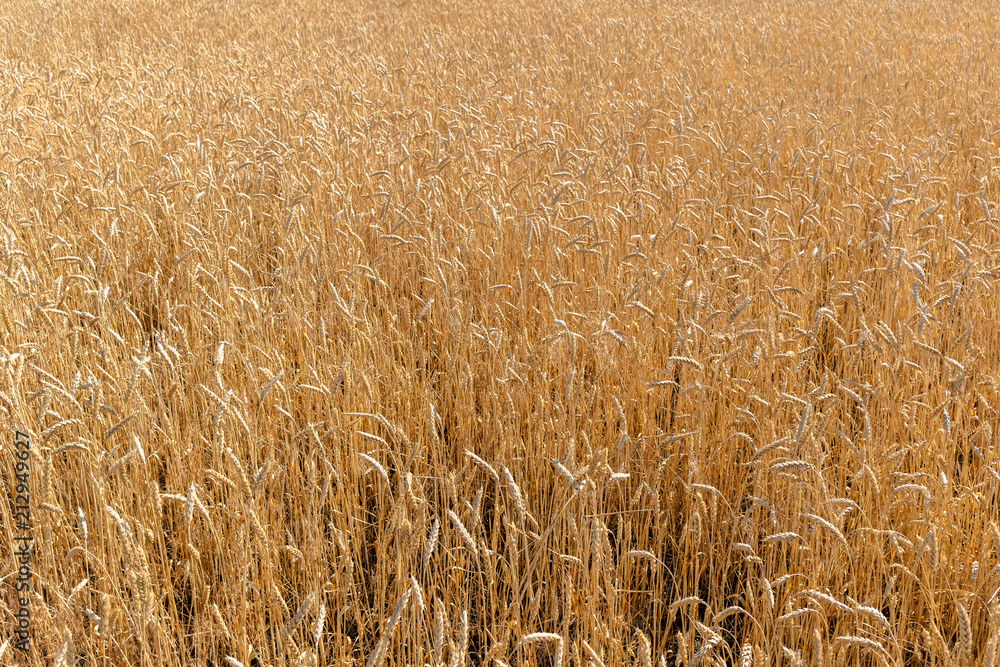 Fototapeta premium Wheat on the field. Plant, nature, rye.
