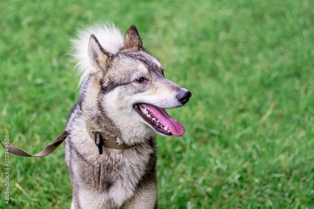 Dog gray husky (laika) with a leash in  profile against a background of green grass_
