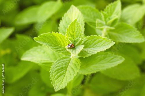 Fresh organic mint leaf with ladybug. green mint plants growing at garden