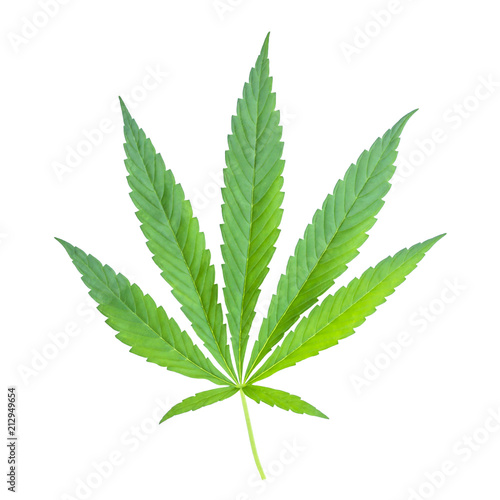 Cannabis leaf isolated on white background. hemp for advertising medicine. marijuana news.