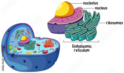 Magnified Animal Cell Diagram