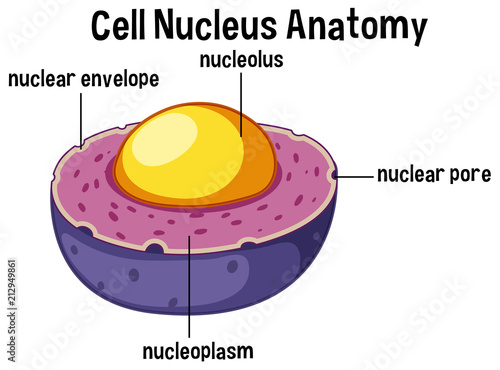 Animal cell nucleus anatomy photo
