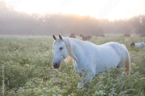 Horse at dawn