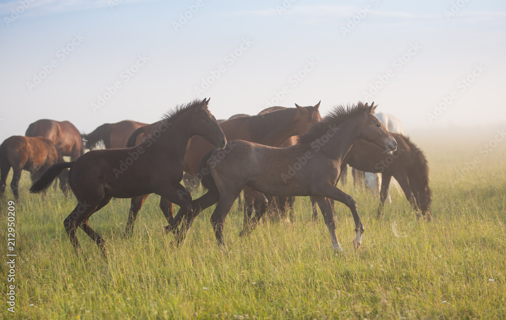 Foals Foals