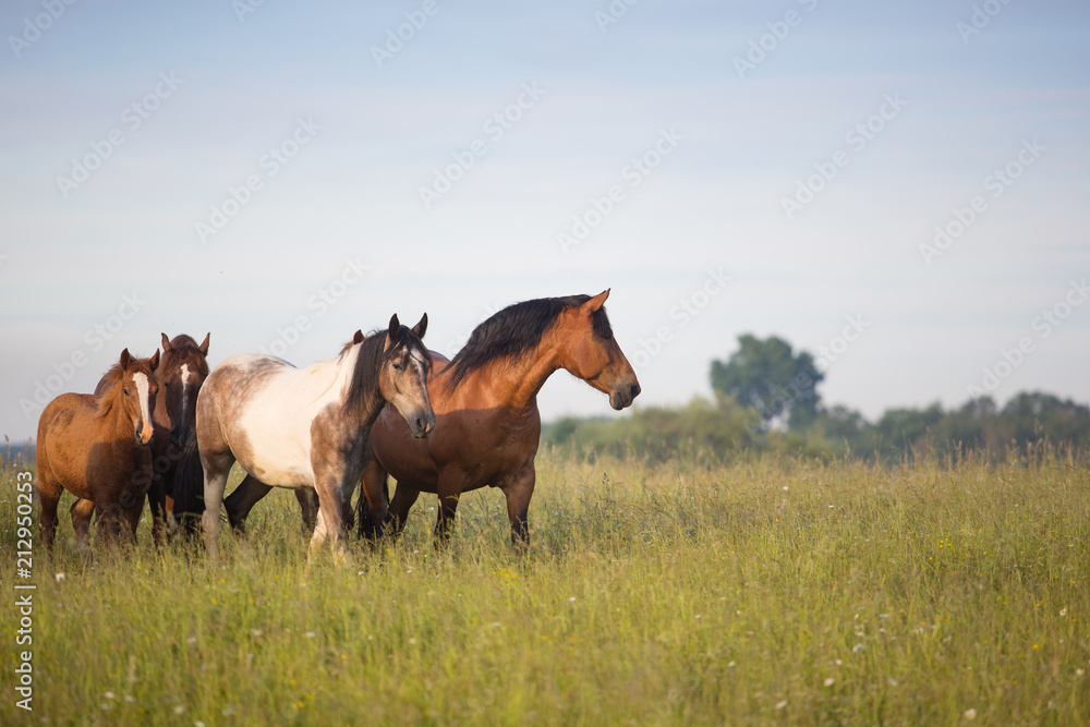 The herd of horses at dawn The herd of horses at dawn