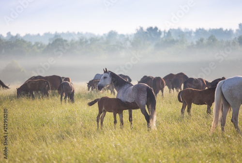 The herd of horses at dawn